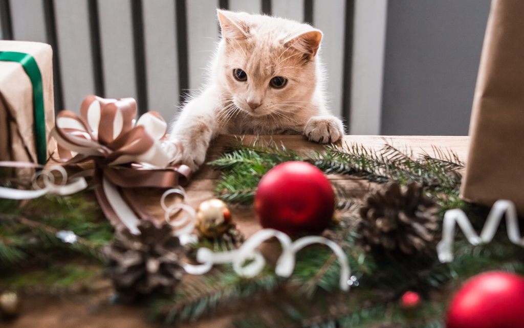 Einfach tierisch gute Weihnachten - ein besonderes Interview - Jumbo-Blog